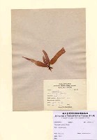 藏品(Grateloupia okamurae Yamada)的圖片